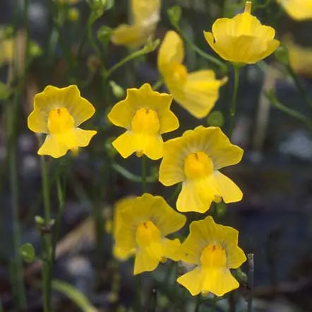 Utricularia gibba