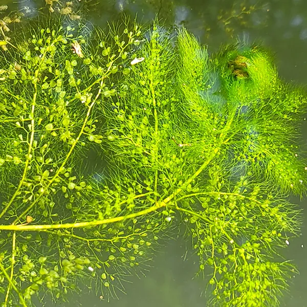 Utricularia inflata