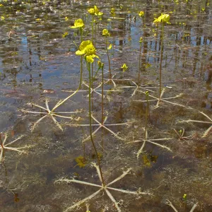 Utricularia inflata