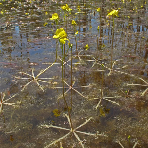 Utricularia inflata