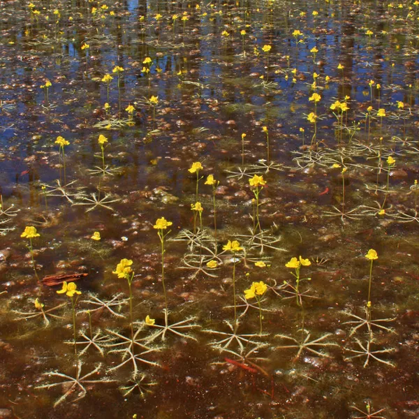 Utricularia inflata