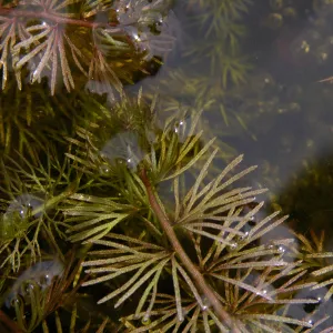 Utricularia intermedia