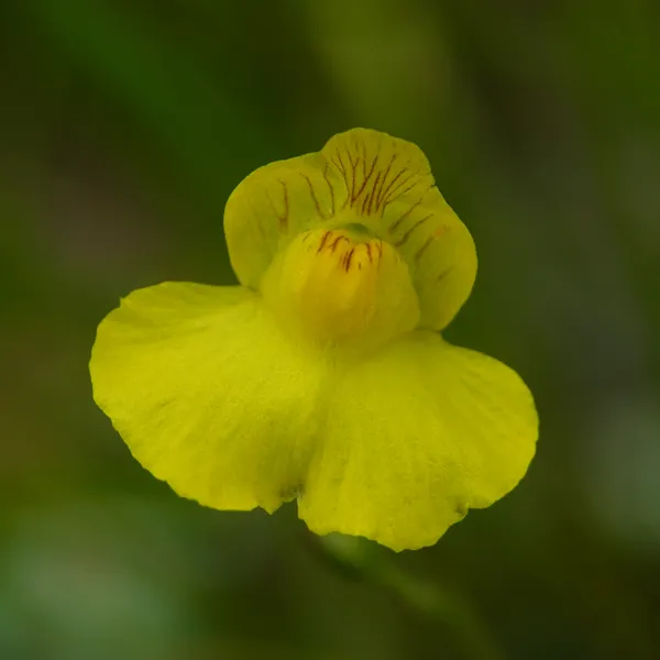 Utricularia intermedia