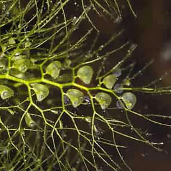 Utricularia macrorhiza