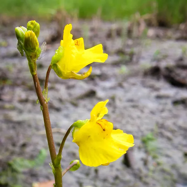 Utricularia macrorhiza