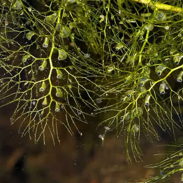 Utricularia macrorhiza