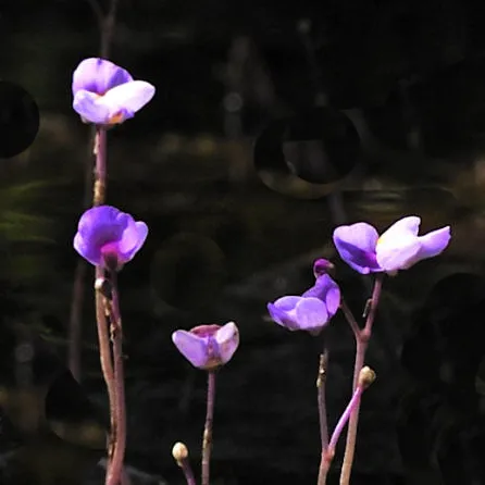 Utricularia purpurea