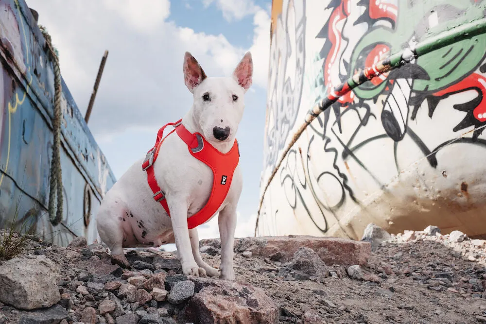 Weekend Warrior Harness ECO