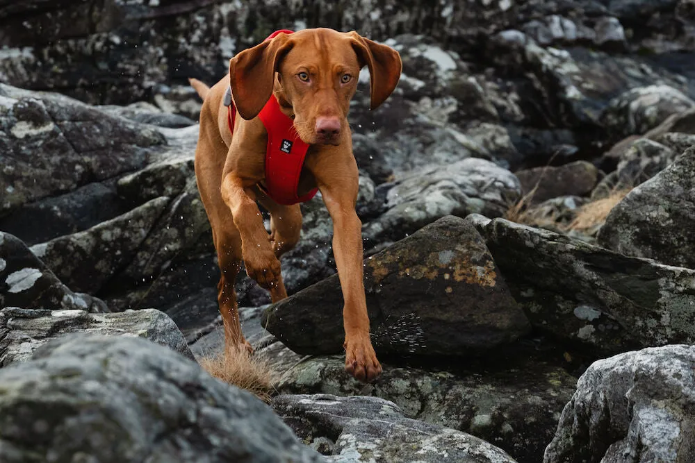 Weekend Warrior Harness ECO